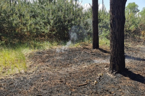 KROTOSZYN | Kolejny pożar w lesie