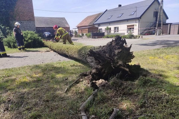 WYGODA | Powalone drzewo uszkodziło linię energetyczną