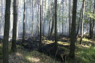 ROSZKI | Pożar lasu